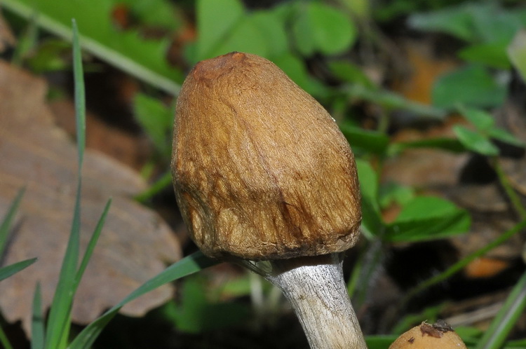 Psathyrella sp.?